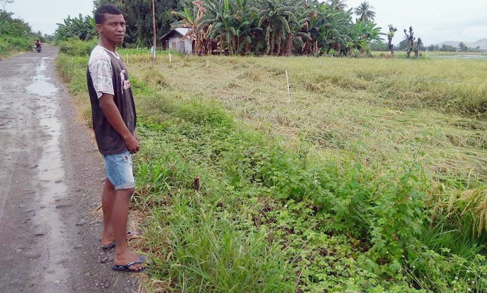 3 Hektar Sawah Siap Panen Rusak Terendam Air Hujan  Di Area Irigasi  KM 2 Lape 