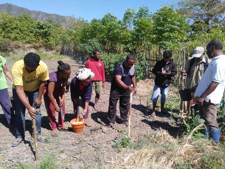 Kelompok Tani Karya Sakti, terima program Tanam Jagung Panen Sapi (TJPS)