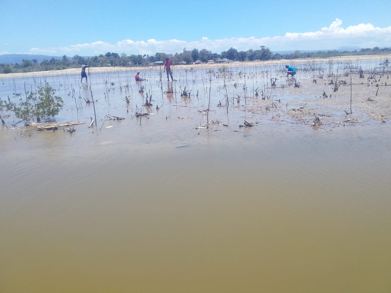 KHBM Malaka Lakukan Penanaman Bibit Mangrove Di Desa Rabasa Haerain