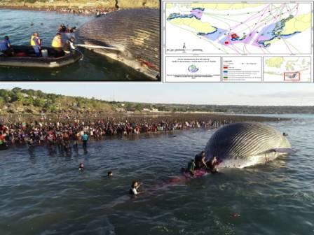 Paus Biru Terdampar di Pantai Nunhila Adalah 8 Jenis Paus dari Perairan Laut Sawu 