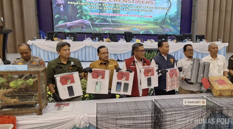 17 Ekor Komodo Diseludupkan ke Luar Negeri, Keuntungan Capai 10 Miliar